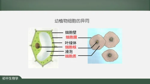 2.1.3 动物细胞 课件（共32张PPT）