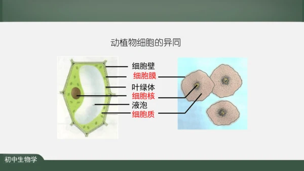 2.1.3 动物细胞 课件（共32张PPT）