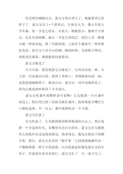 蚕宝宝的一生作文.docx