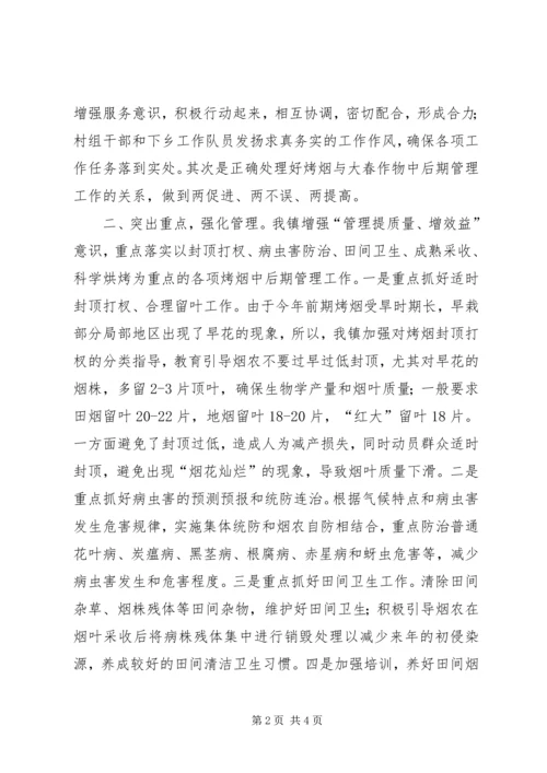 乡镇烤烟中后期管理工作情况汇报.docx