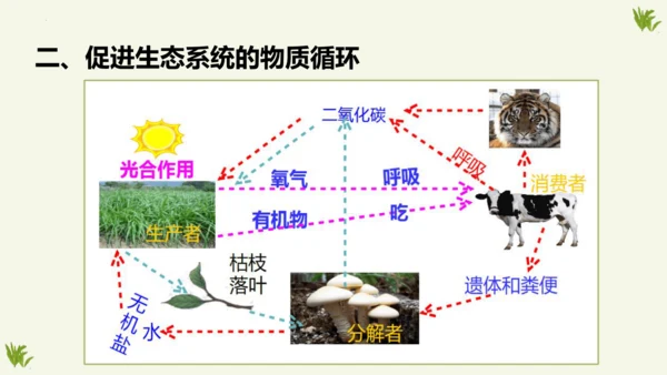 人教版生物八年级上册5.3《动物在生物圈中的作用》课件(共20张PPT)