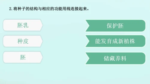 人教版（2024）七年级上册2.1.2 种子植物 课件(共32张PPT)+视频素材