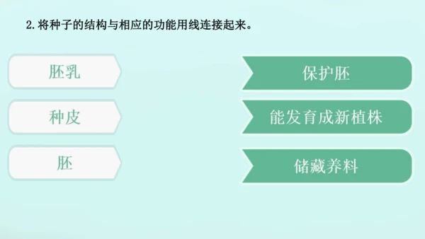 人教版（2024）七年级上册2.1.2 种子植物 课件(共32张PPT)+视频素材