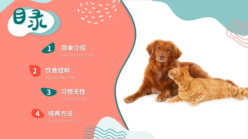宠物店猫狗饲养心得经验分享通用PPT模板