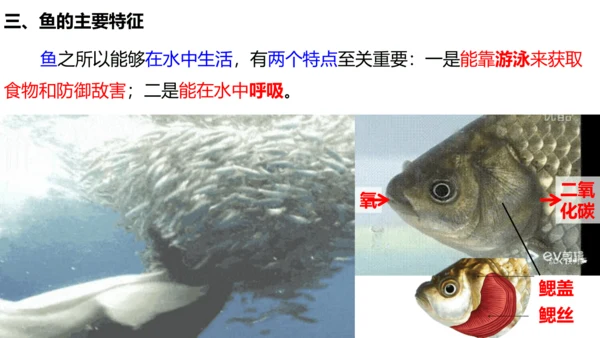 人教版生物八年级上册5.1.4《鱼》课件(共17张PPT)