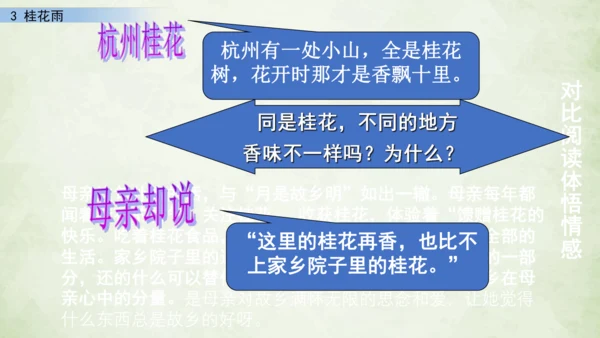 3 桂花雨     课件
