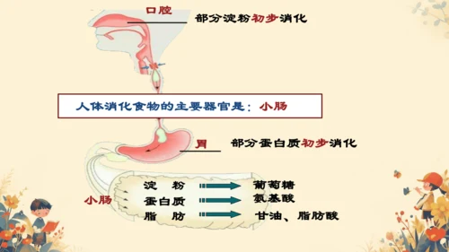 人教版（新课程标准）七年级下册4.2.2 消化和吸收课件(共22张PPT)