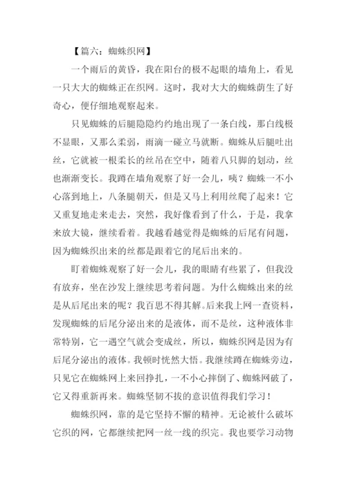 蜘蛛织网作文500字.docx