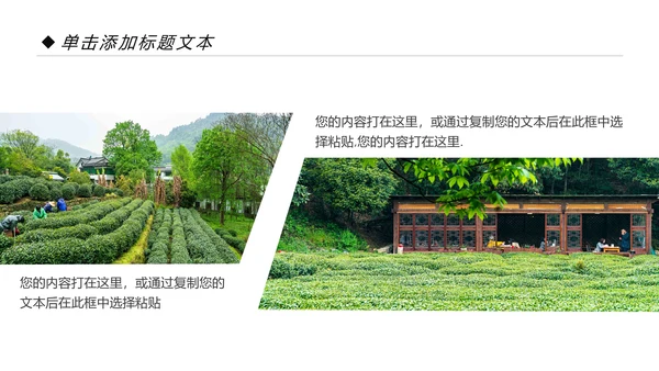 绿色清新茶园茶艺茶道文化动态PPT模板