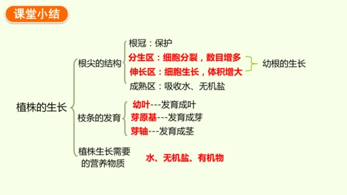 3.1.2植株的生长-七年级生物下学期同步精品课件（2024人教版）(共26张PPT)