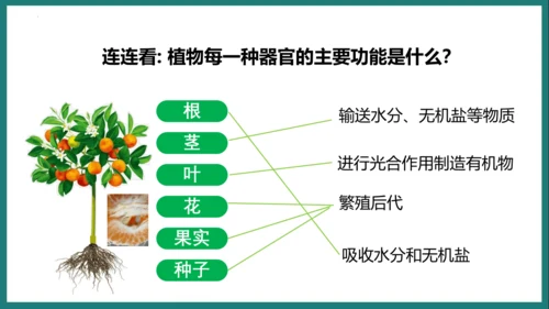 第一单元第三章从细胞到生物体（复习课件）-七年级生物上册同步教学精制课件（人教版2024）(共44张