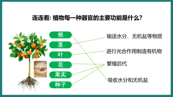 第一单元第三章从细胞到生物体（复习课件）-七年级生物上册同步教学精制课件（人教版2024）(共44张
