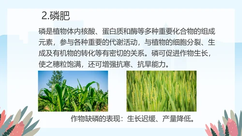 人教版九年级化学《化学肥料》PPT课件