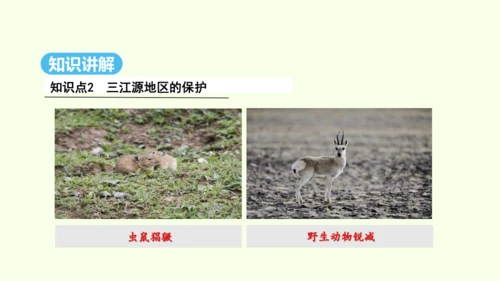 9.2 高原湿地——三江源地区（课件29张）- 人教版地理八年级下册