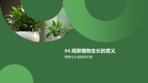 植物成长之路