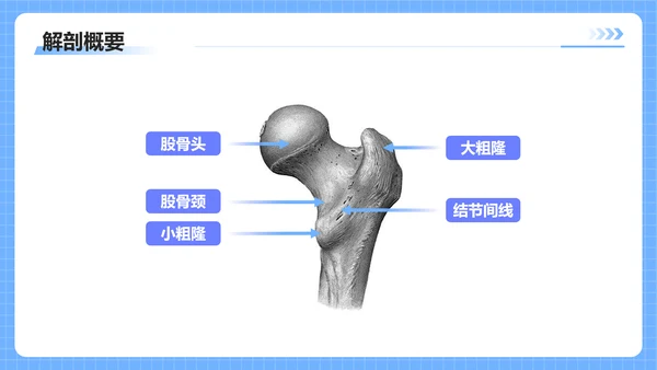 蓝色插画风股骨颈骨医护人员培训讲座医学护理PPT