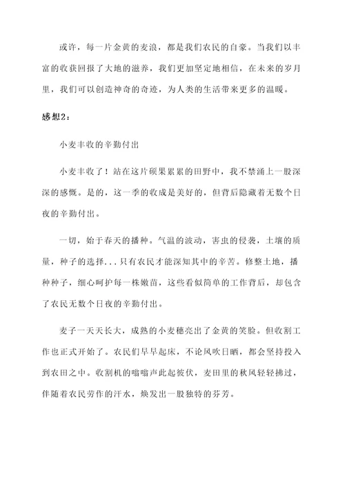 收小麦丰收的感想