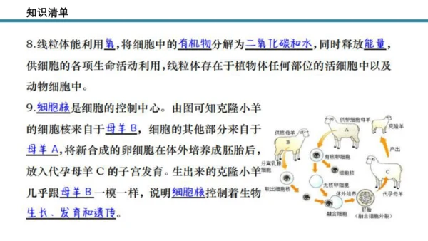 人教版生物七年级上册第一单元《生物与细胞》单元复习课件(共53张PPT)