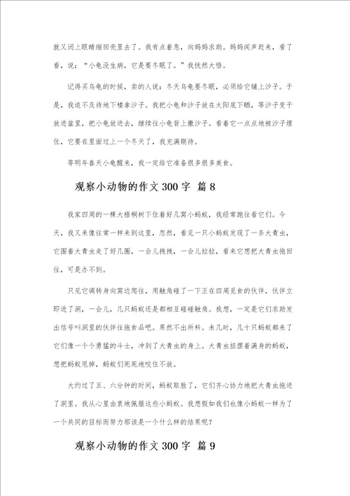 观察小动物的作文300字