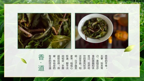 绿色实景茶园茶道科普介绍PPT模板