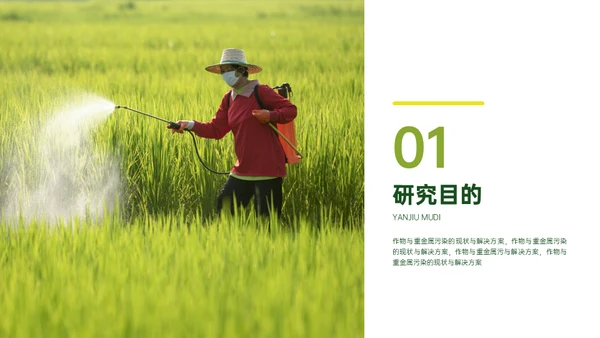 稻谷麦穗增产农作物与重金属污染通用PPT模板