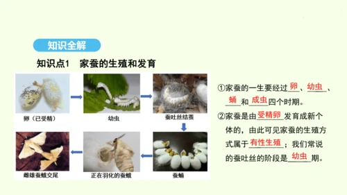 7.1.2昆虫的生殖和发育课件-人教版生物八年级下册(共26张PPT)