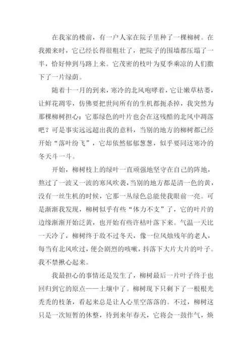 描写冬天柳树的作文-1.docx