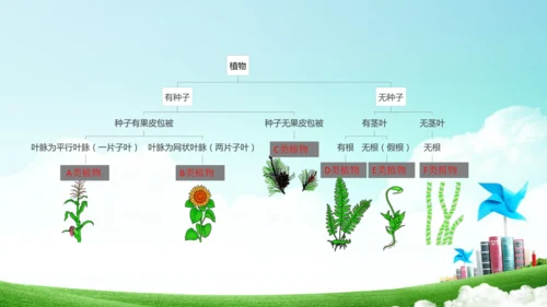 6.1.1 尝试生物进行分类八年级生物上册同步精品课件（人教版）(共30张PPT)