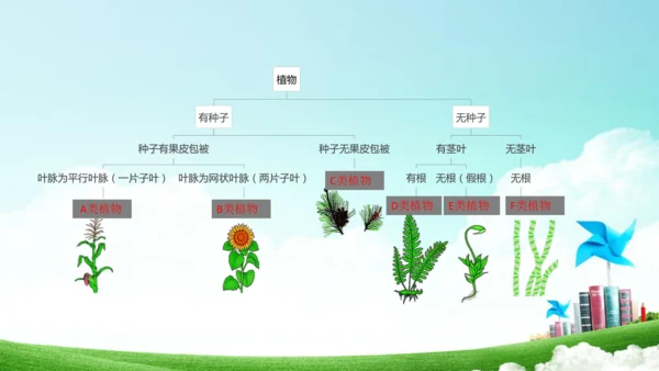6.1.1 尝试生物进行分类八年级生物上册同步精品课件（人教版）(共30张PPT)