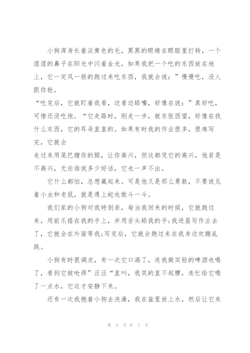 观察小动物日记600字5篇.docx