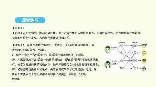7.2.4人的性别遗传课件-人教版生物八年级下册(共31张PPT)