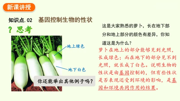 7.2.1基因控制生物的性状-八年级生物人教版下学期同步精品课件(共27张PPT)