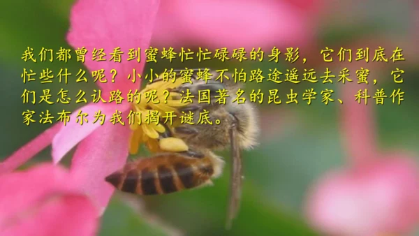 14《蜜蜂》课件