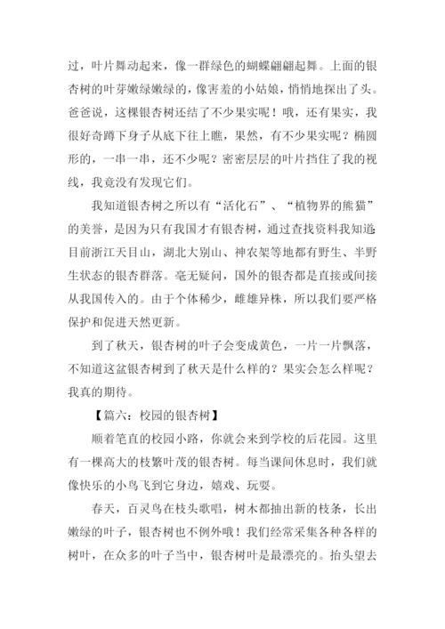 有关银杏树的作文.docx
