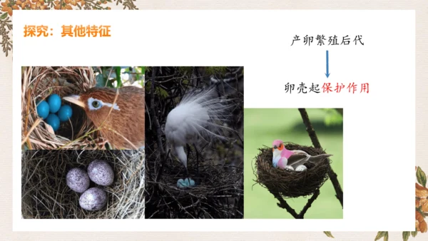 人教版生物八年级上册5.1.6《鸟》课件(共27张PPT)