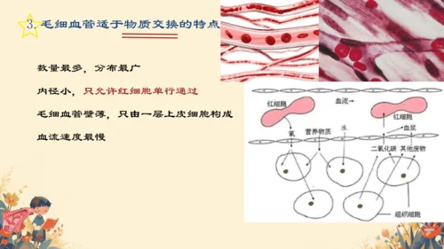 初中生物学[期末专区]七年级下册第四章和第五章复习课件(共39张PPT)