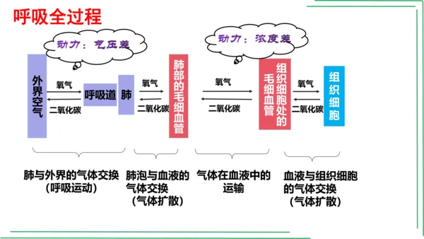 七年级下册 第三章 人体的呼吸【2023春人教七下生物期中期末复习课件】(共28张PPT)