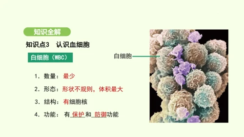 第四单元-第四章-第一节-流动的组织——血液课件-2024-2025学年七年级生物下学期人教版(20