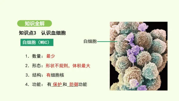 第四单元-第四章-第一节-流动的组织——血液课件-2024-2025学年七年级生物下学期人教版(20
