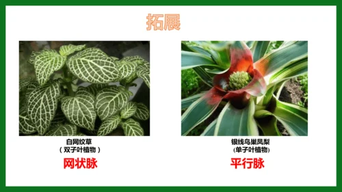 人教版（2024）七年级上册2.1.2 种子植物 课件(共32张PPT)+视频素材