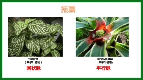 人教版（2024）七年级上册2.1.2 种子植物 课件(共32张PPT)+视频素材