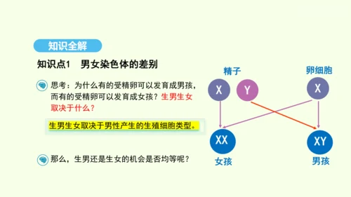7.2.4人的性别遗传课件-人教版生物八年级下册(共31张PPT)