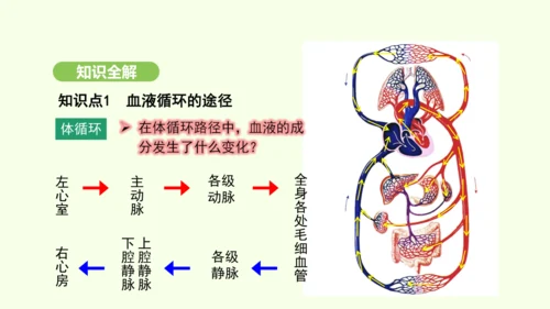 第四单元-第四章-第三节 输送血液的泵——心脏（第2课时）课件-2024-2025学年七年级生物下学