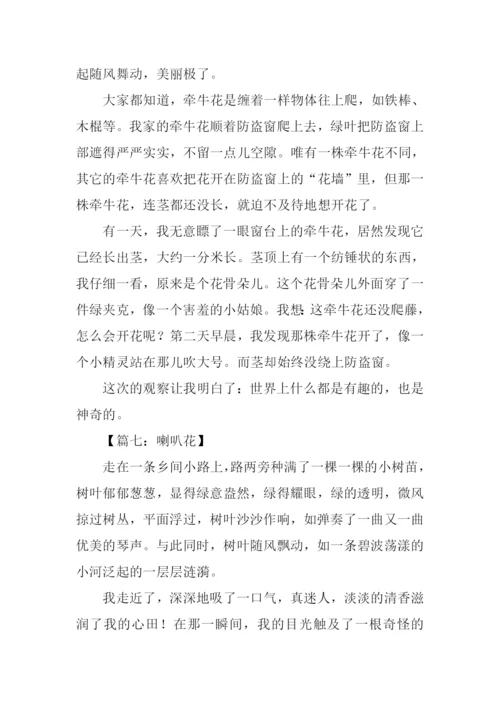 喇叭花的作文400字.docx