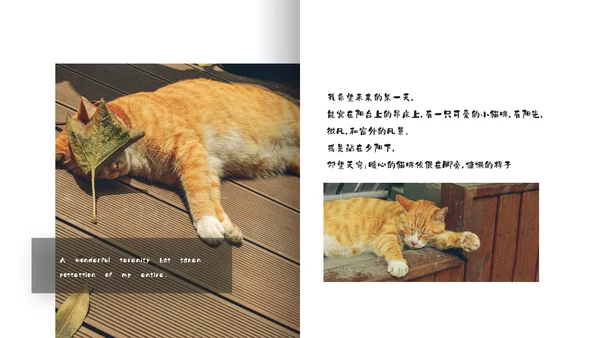 简约宠物萌宠画册电子相册通用PPT模板