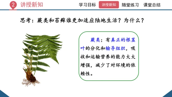 3.1.1 藻类、苔藓和蕨类植物课件 2023--2024学年人教版生物七年级上册(共26张PPT)
