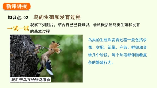 7.1.4鸟的生殖和发育-八年级生物人教版下学期同步精品课件(共24张PPT)