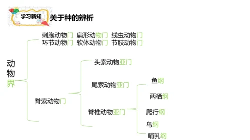 人教版生物七年级上册2.4.2《生物分类的方法——从种到界》课件(共26张PPT)