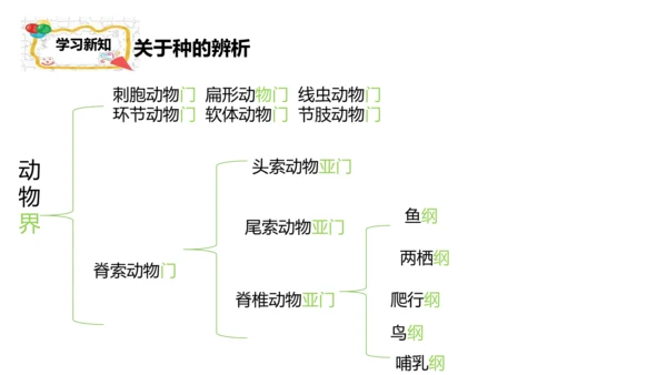人教版生物七年级上册2.4.2《生物分类的方法——从种到界》课件(共26张PPT)