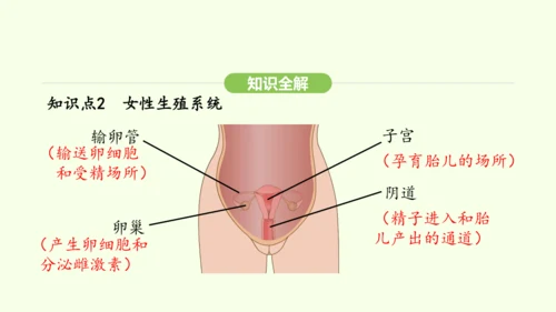 第四单元-第一章-第一节 人的生殖课件-2024-2025学年七年级生物下学期人教版(2024)(共